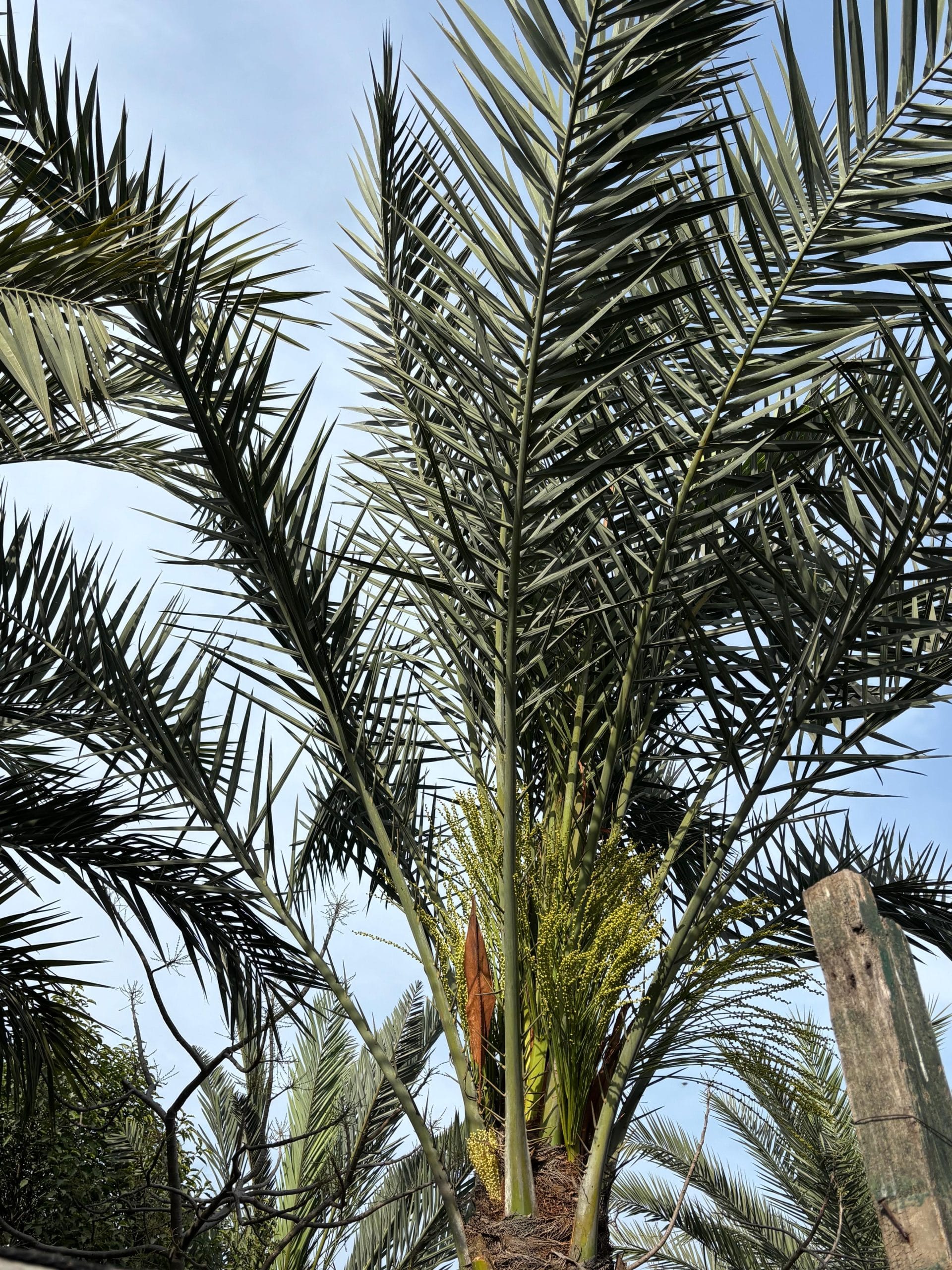 When grown in moisture-rich conditions such as the Yamuna floodplains, Indian date palms bear fruit that attracts birds and small animals, including squirrels and snakes| Vitasta Kaul, ThePrint