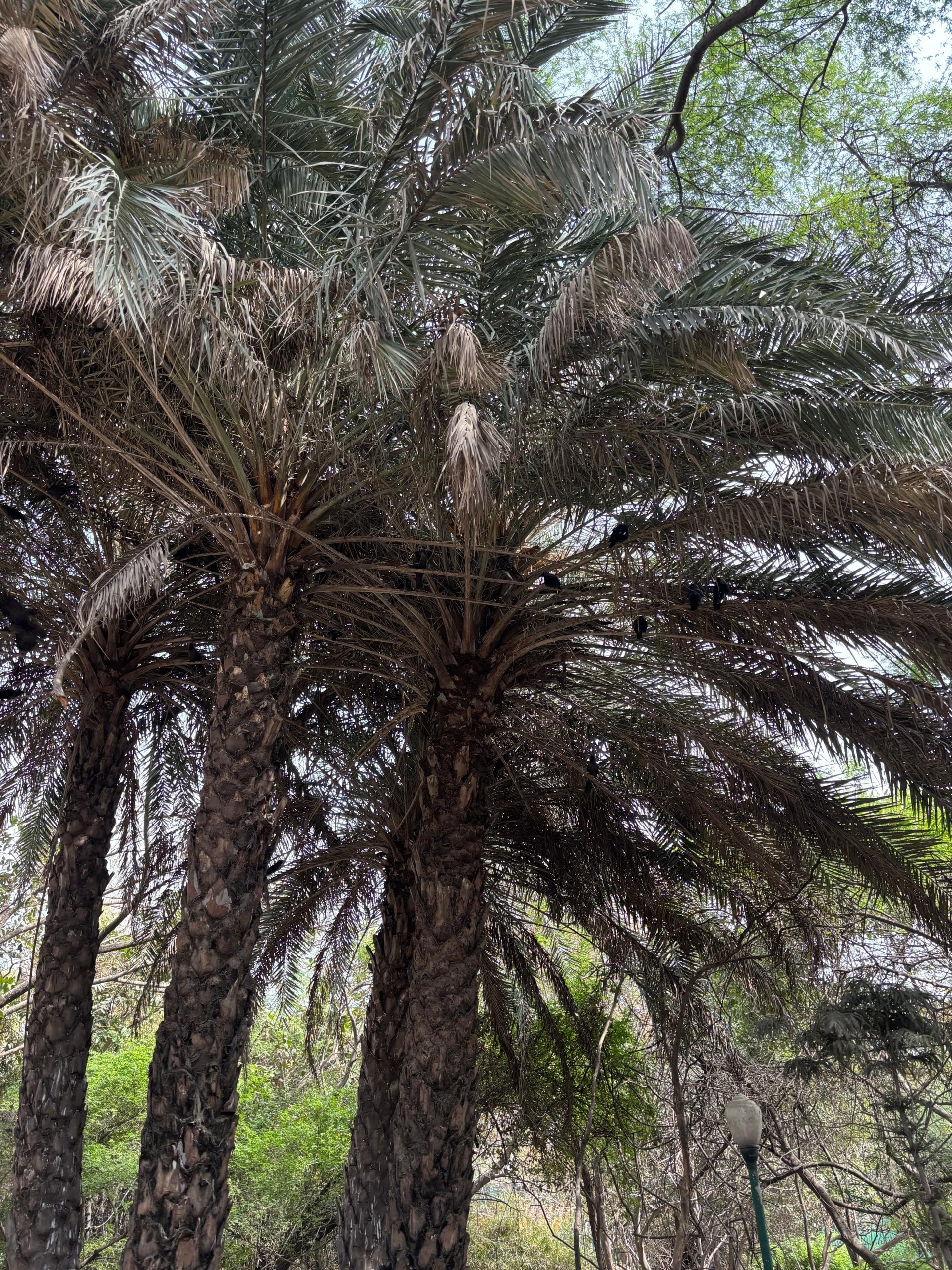 The Indian date palm at the Yamuna Biodiversity Park supports a small ecosystem, providing food for birds and other animals | Vitasta Kaul, ThePrint