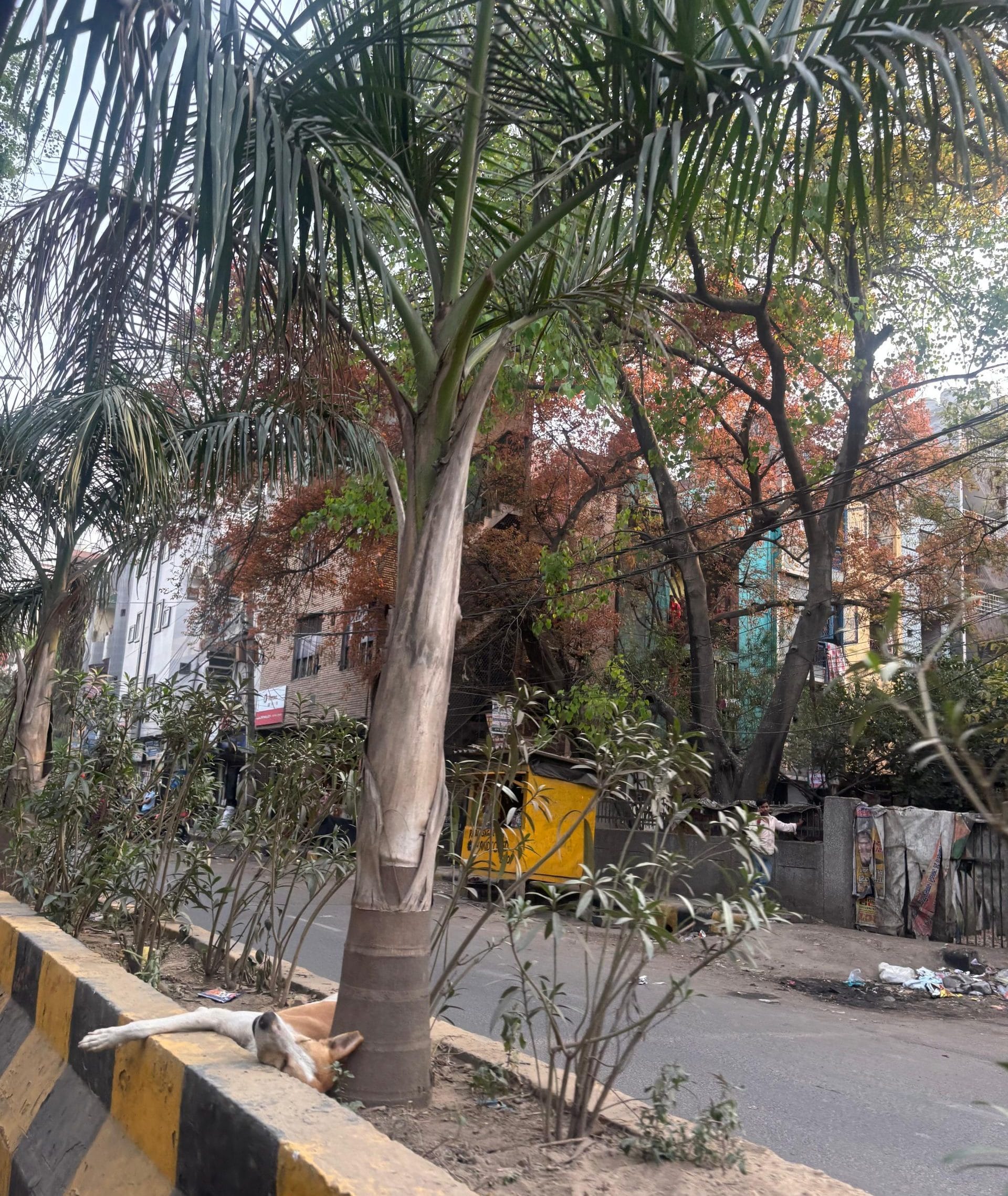A dog seeks shade under palm trees planted along a central divider in East Delhi | Vitasta Kaul, ThePrint