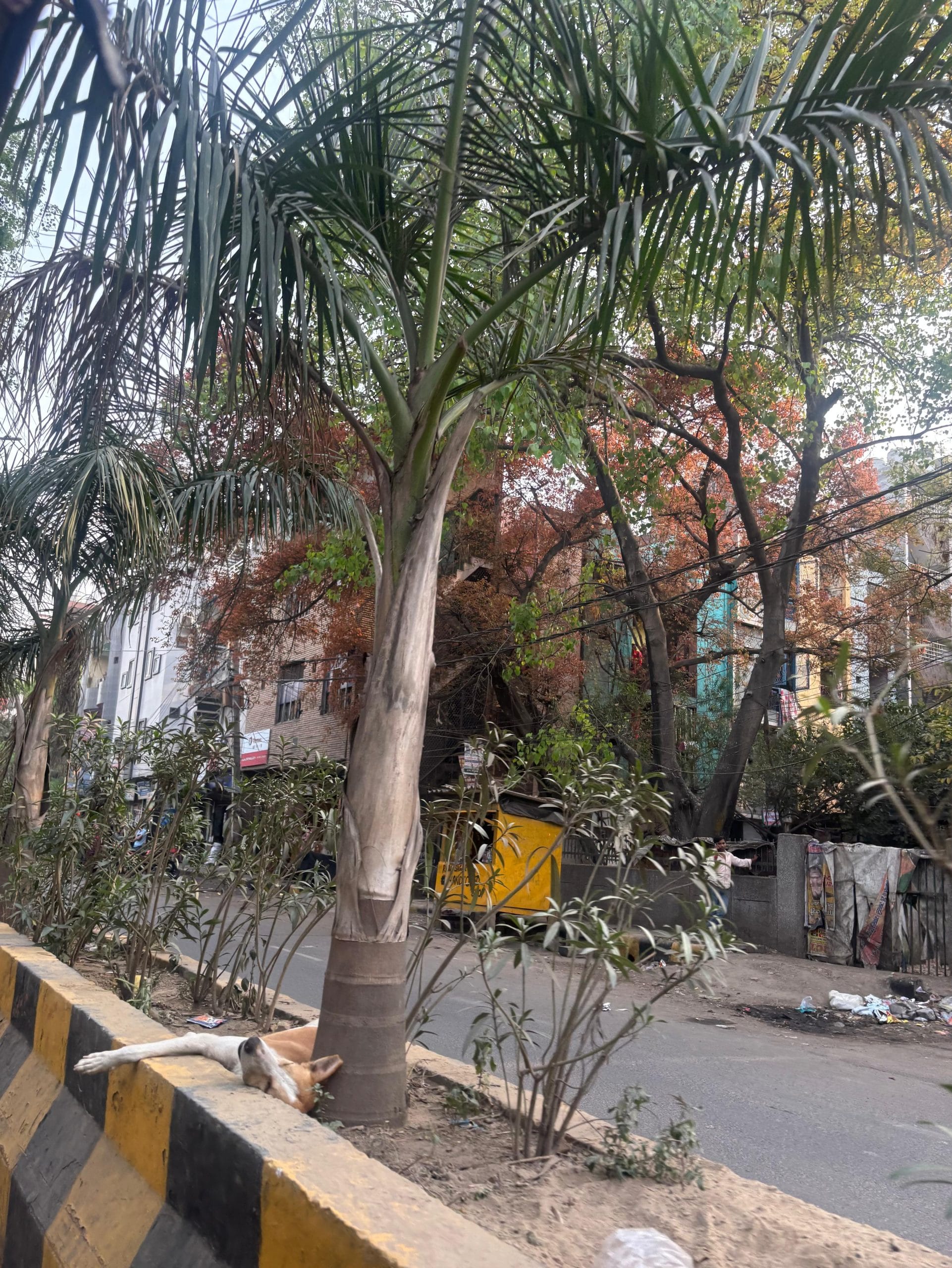 A dog seeks shade under palm trees planted along a central divider in East Delhi | Vitasta Kaul, ThePrint