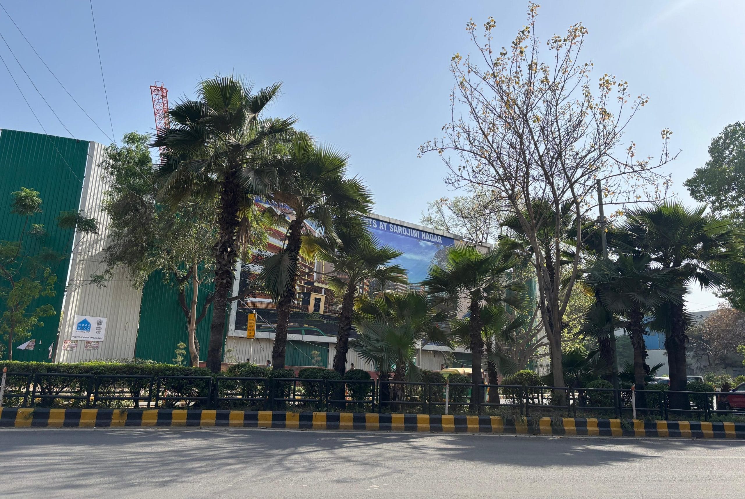 Across the city, palms line major roads and central verges | Vitasta Kaul, ThePrint