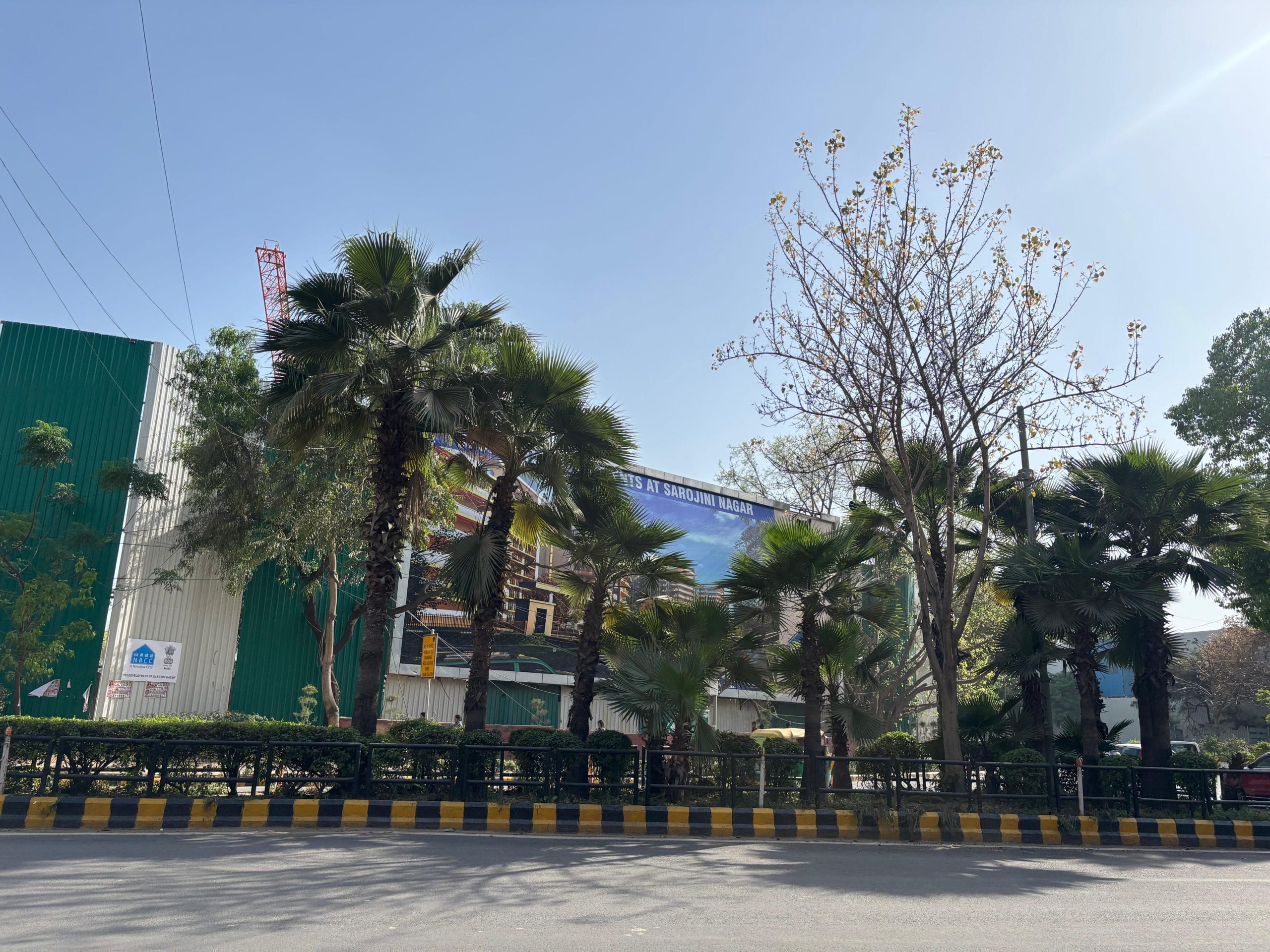 Across the city, palms line major roads and central verges | Vitasta Kaul, ThePrint