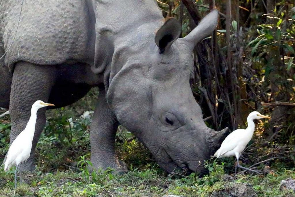 Kaziranga rhino translocation 
