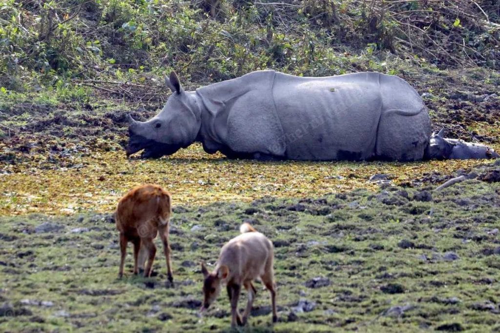 Kaziranga rhino