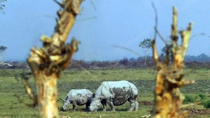 Rhino translocation story