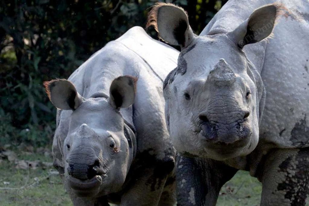 Rhinos in Kaziranga 