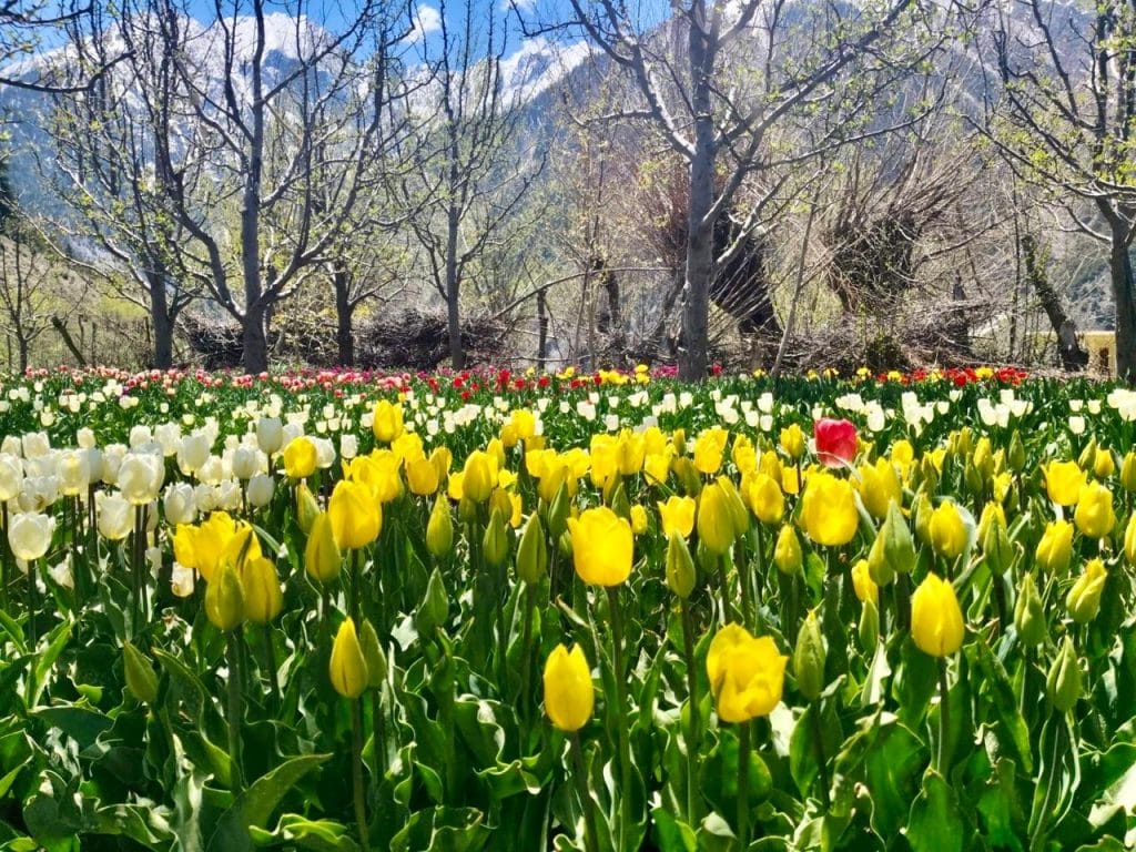 Tulips in India 
