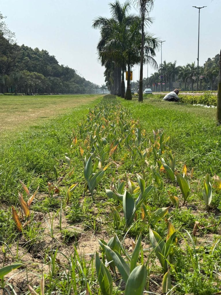 Delhi Tulip Festival
