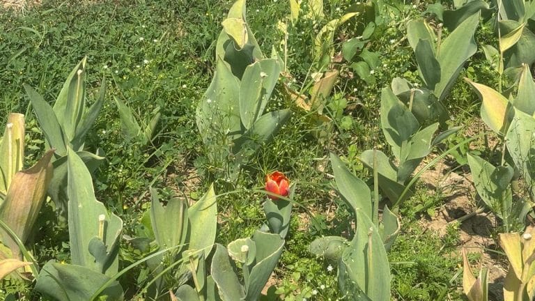 Delhi tulip festival wilted in days. 5 lakh imported bulbs, Rs 2 crore, slow aatmanirbharta