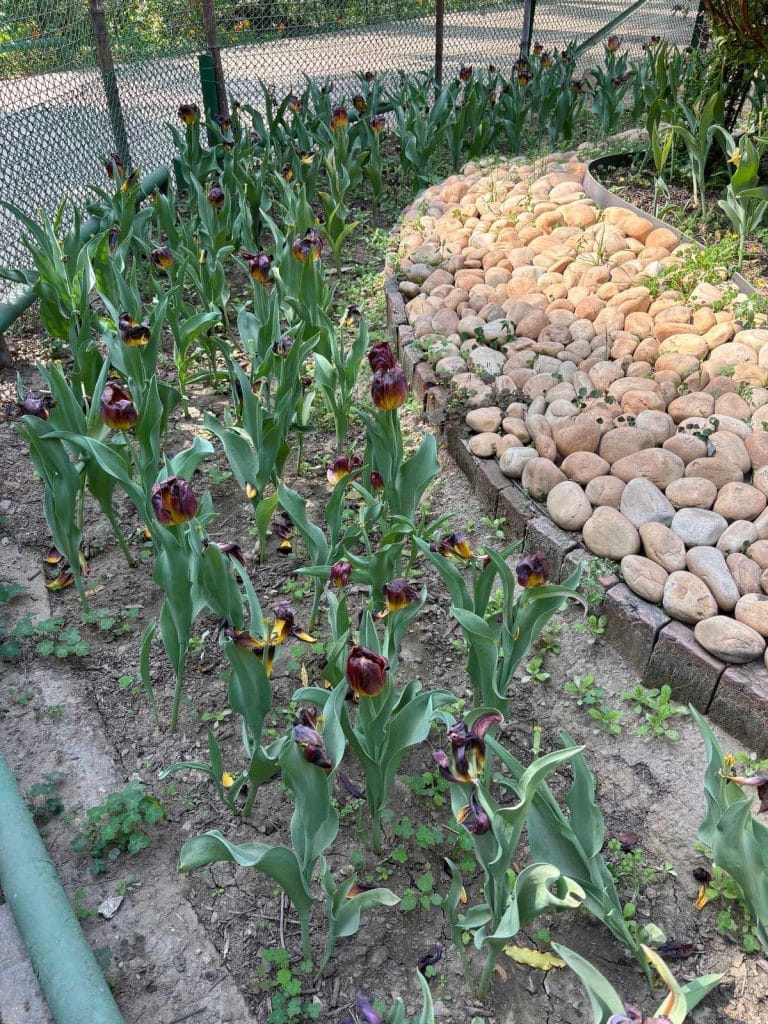 Tulips in Lodhi gardens 