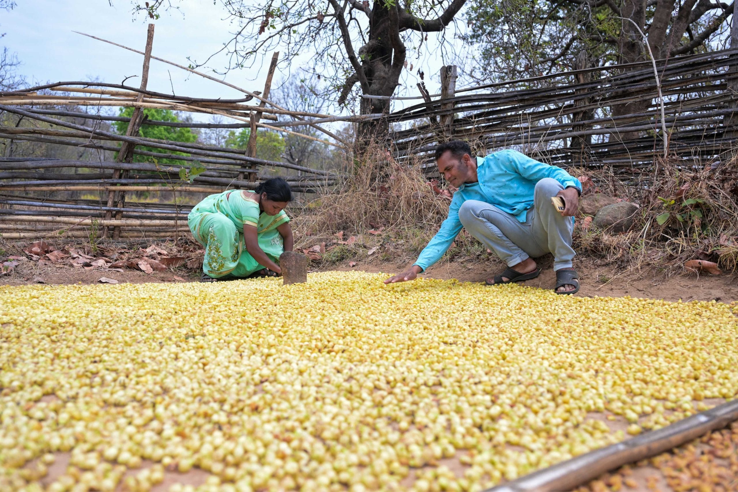 संदीप सहांगू तुलावी, जिन्हें माओवादी संगठन में विक्रम कहा जाता था, गढ़चिरौली के अपने गांव में पत्नी के साथ महुआ के फूल सुखाते हुए. उन्हें 2000 के दशक में गिरफ्तार किया गया था और 3 साल जेल में रहे | फोटो: सूरज सिंह बिष्ट/दिप्रिंट