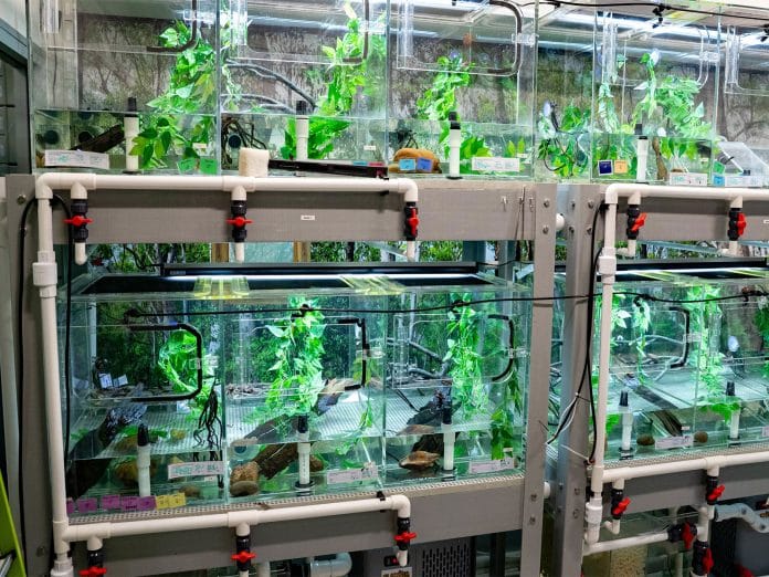 World first for endangered frogs facing extinction