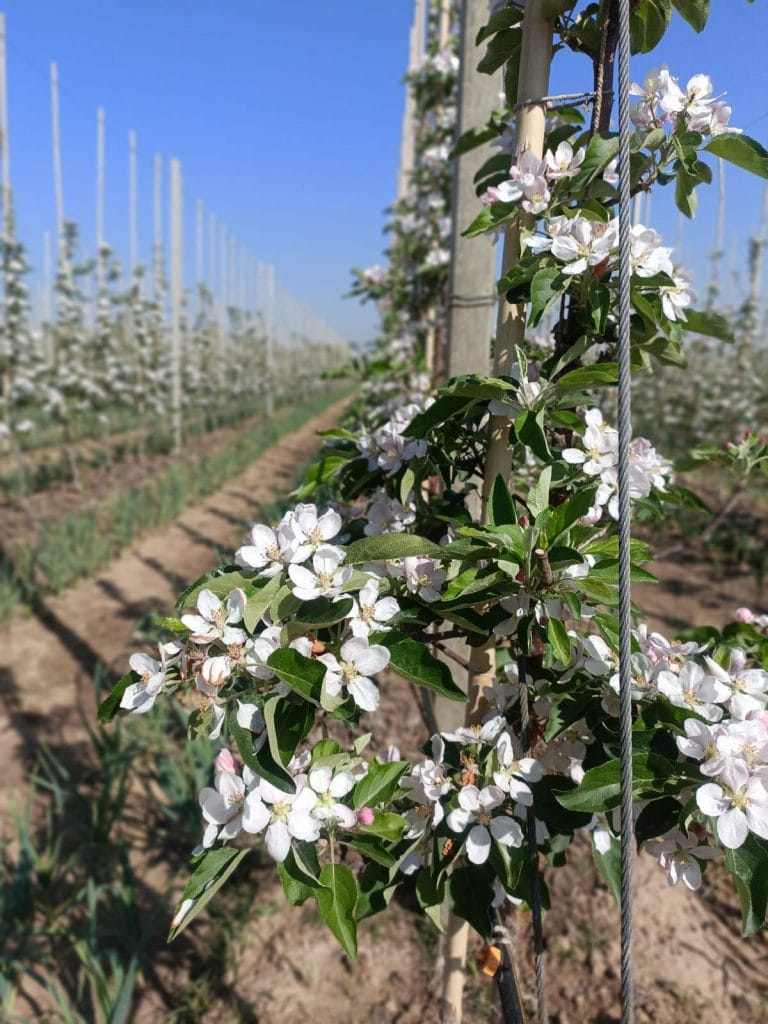 Apple blossoms | By special arrangement
