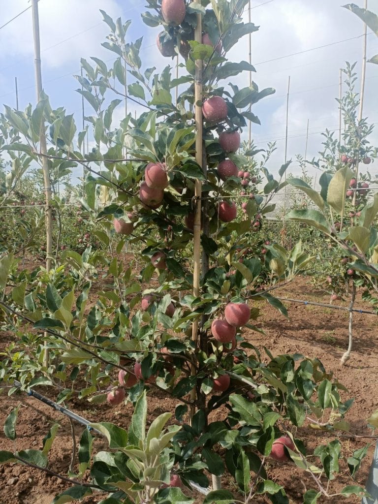 Fresh fruit on a nine-month-old plant in Pulwama, Kashmir