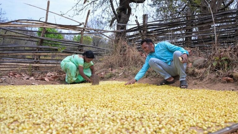 How IAS-IPS officers turned PESA, FRA, TRIFED into tools against Naxalism