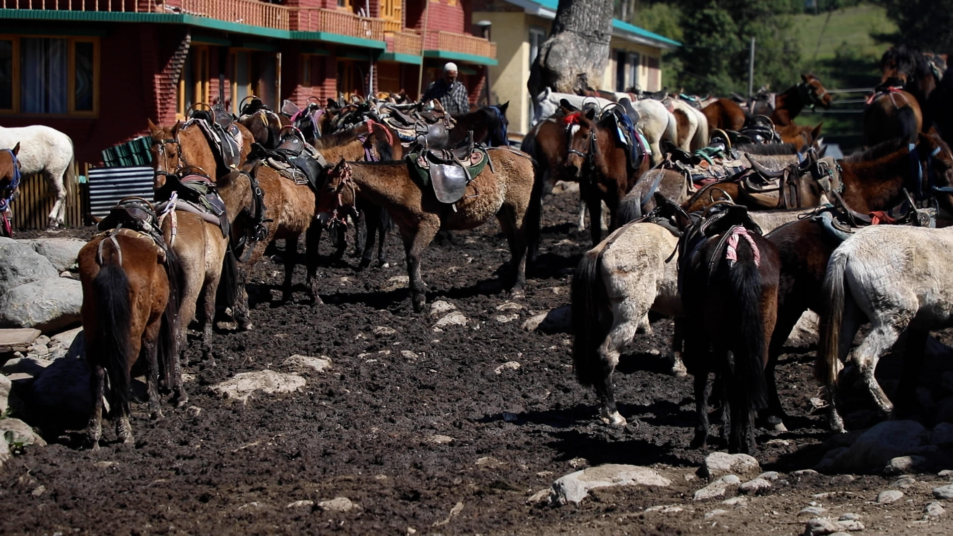 A herd of ponies in Pahalgam. | Mohammad Hammad/ThePrint