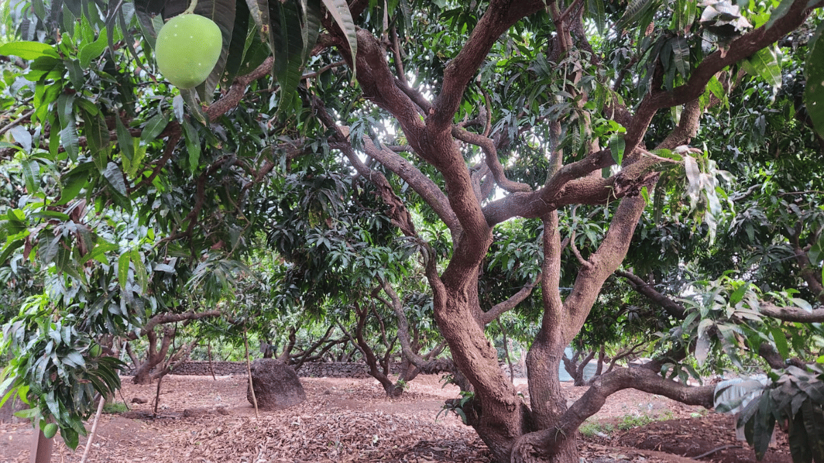 A mango orchard at Devgad. Purva Chitnis/ThePrint