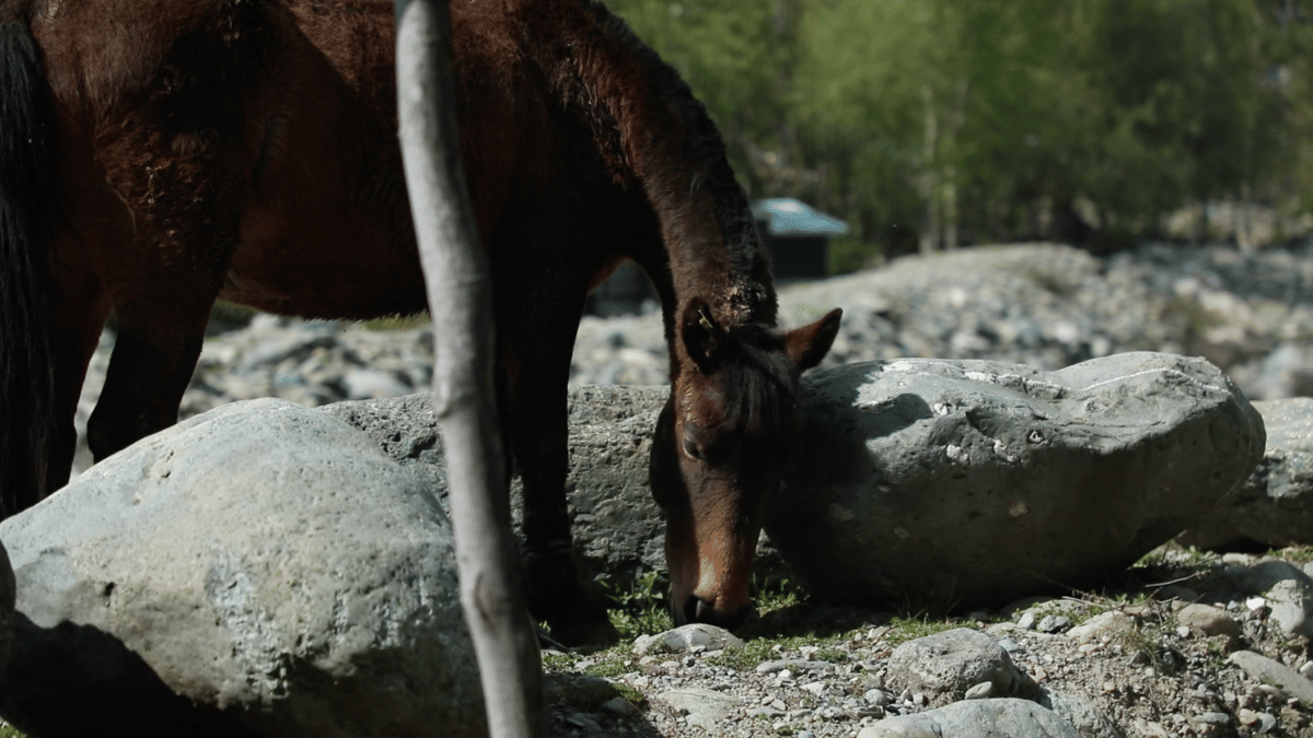 The pony that was used by Adil to take out tourists in Pahalgam | Mohammad Hammad | ThePrint 