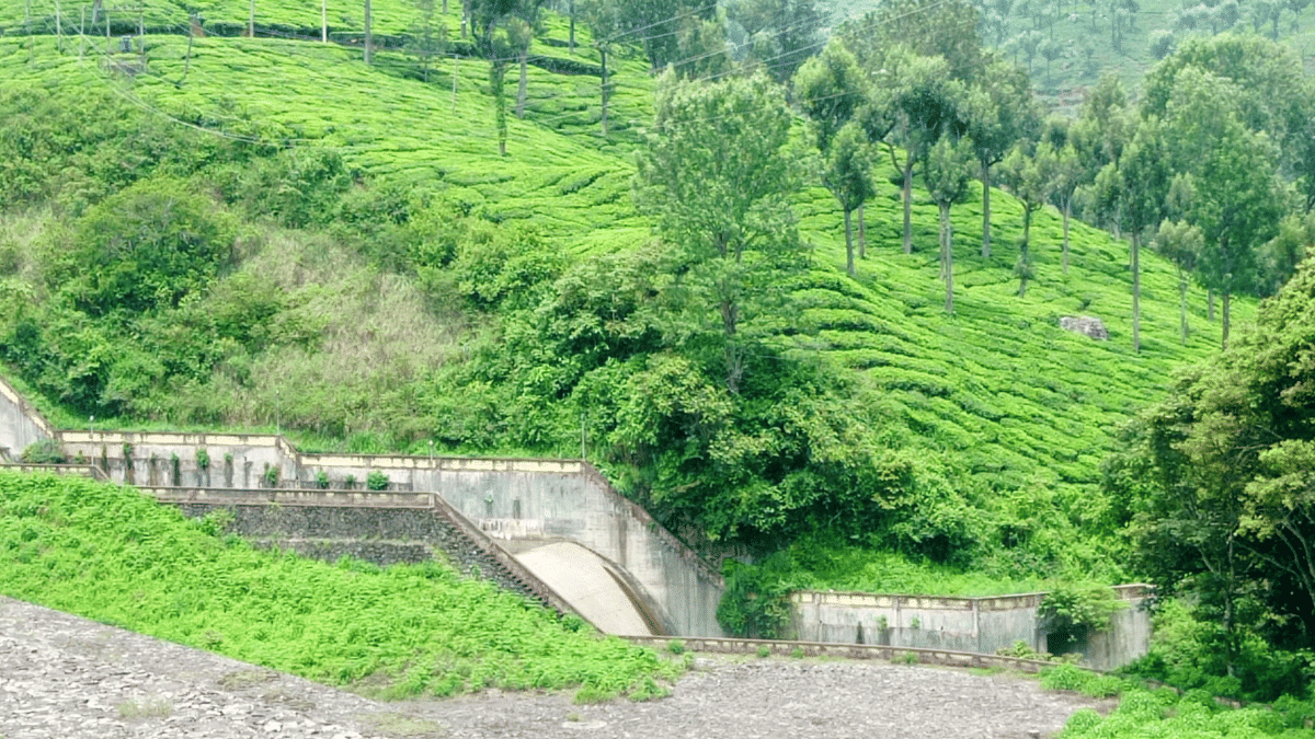 A cardamom estate in Bodinayakanur. Cardamom cultivation forms a key component of the local economy | Shweta Tripathi | ThePrint
