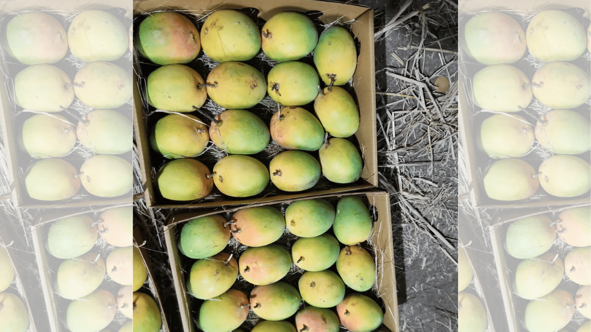 Devgad Alphonso mangoes. | Purva Chitnis/ThePrint