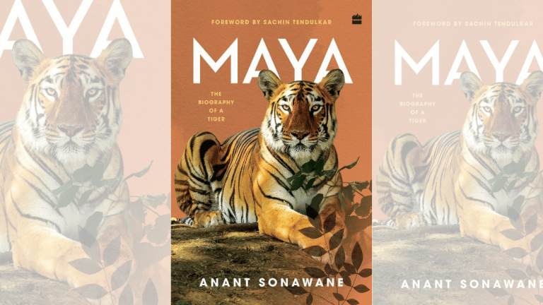 New book traces life of Maya, tigress that became a national icon