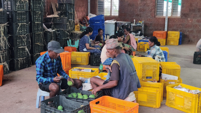 Workers cleaning and grading mangoes after being plucked. | Purva Chitnis/ThePrint