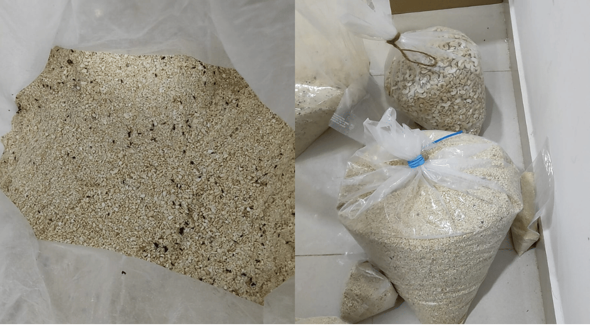 फूड सेफ्टी डिपार्टमेंट की तेलंगाना फ्लाइंग स्क्वॉड को 36 किलो काजू में कीड़े मिले | एक्स/@cfs_telangana