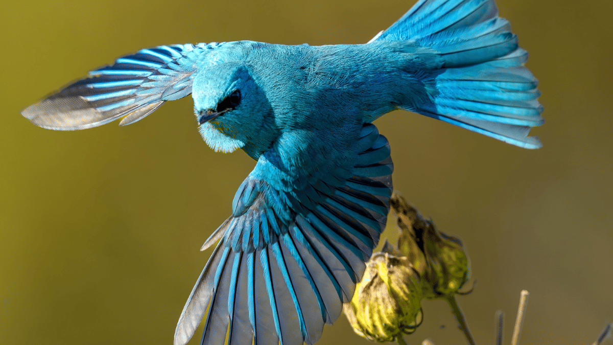Blue, bold, and brutal—the Verditer flycatcher kills its enemies with kindness