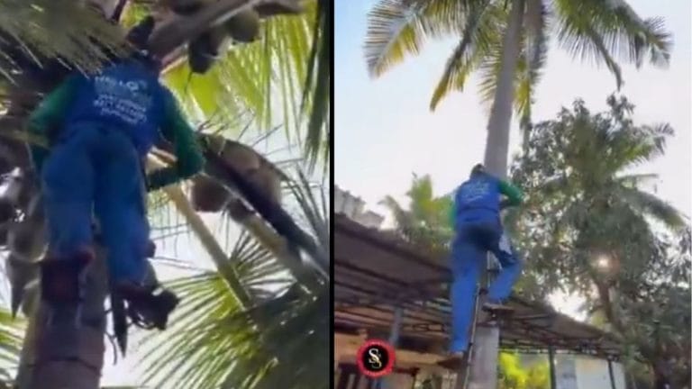 Book a coconut tree climber on your phone in Kerala now—‘AI can’t take his job’