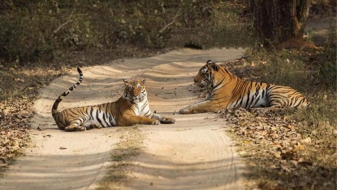Madhya Pradesh has 785 tigers based on the last census