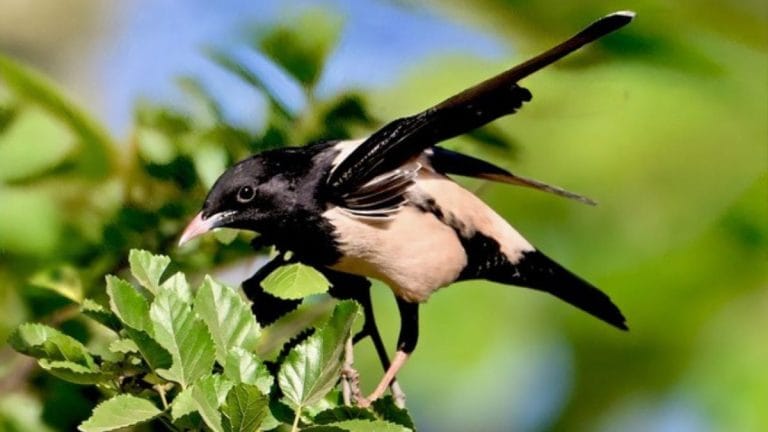 From central Asia to India—the annual migration of Rosy Starling