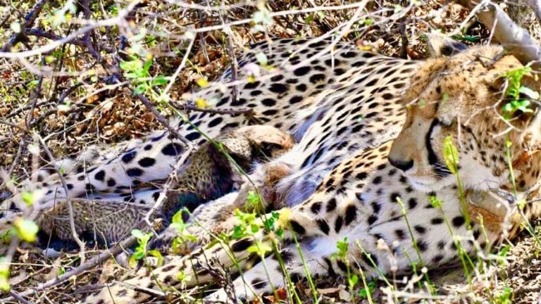 Kuno hits another milestone—Indian-born cheetah gives birth to first wild litter of four cubs