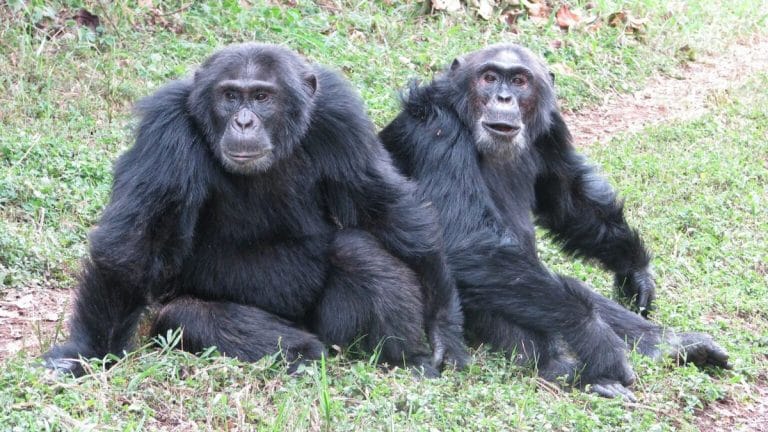 A chimp ‘civil war’ has raged for 8 years in Uganda. What it says about human violence
