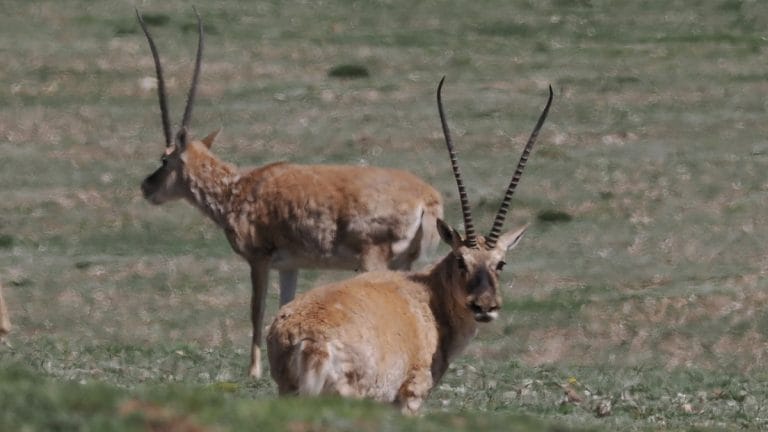 Jaipur gallery owner gets 3 yrs for smuggling shahtoosh shawls. CBI’s first wildlife case