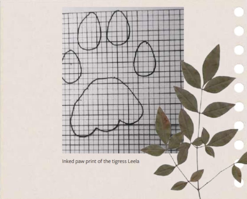 Inked paw print of tigress Leela | Photo courtesy TATR | By special arrangement