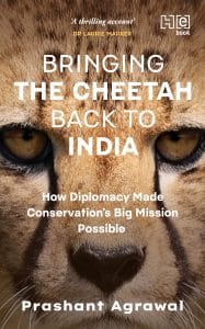 A photo of the cover 'Bringing the Cheetah Back to India' by Prashant Agrawal, showing a close up of a cheetah's face. 