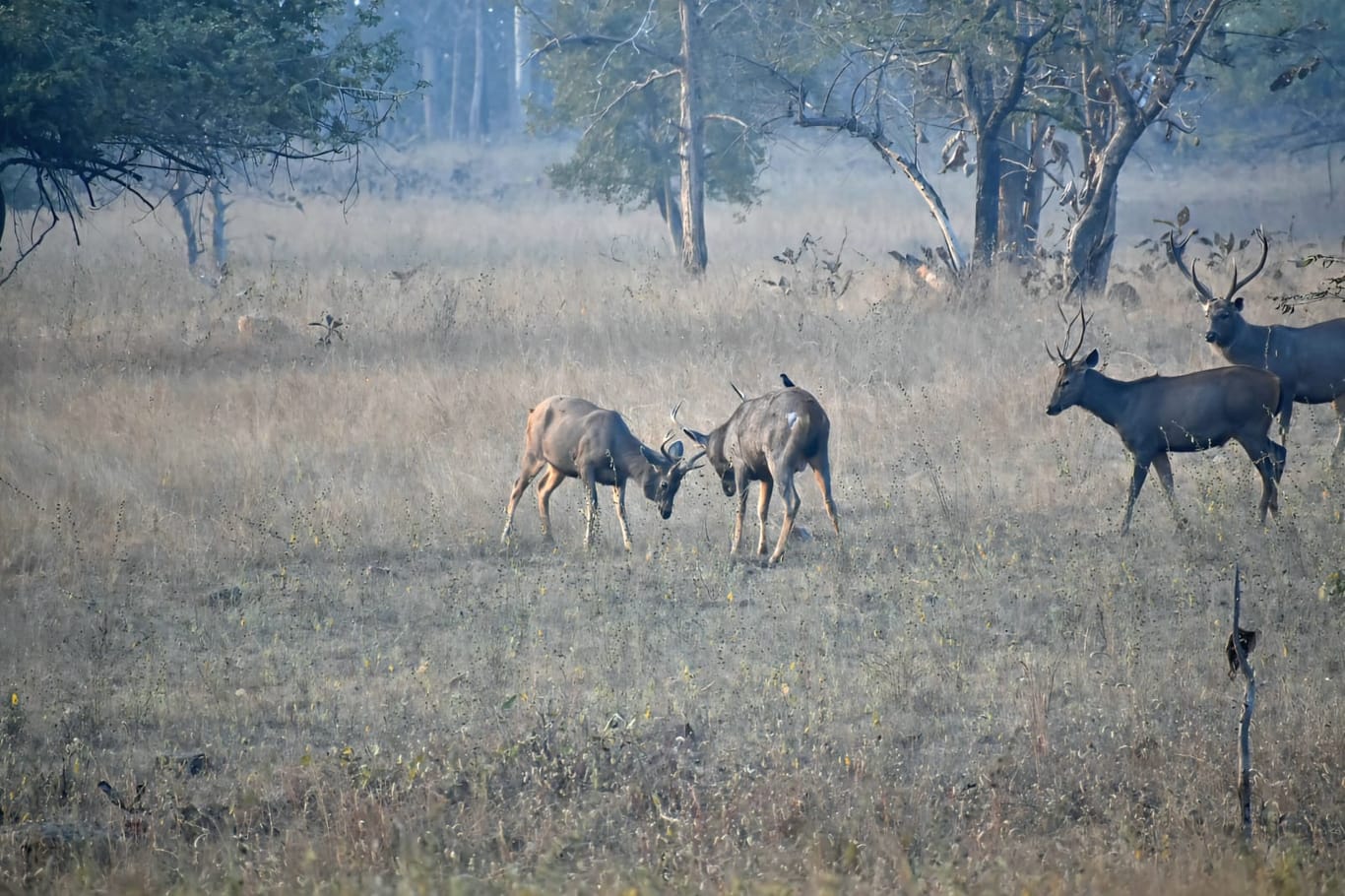 Under the Centre’s Project Tiger programme, the Madhya Pradesh forest department was tasked with creating a healthy ecosystem for tigers to survive and thrive | Photo: Soumya Pillai | ThePrint