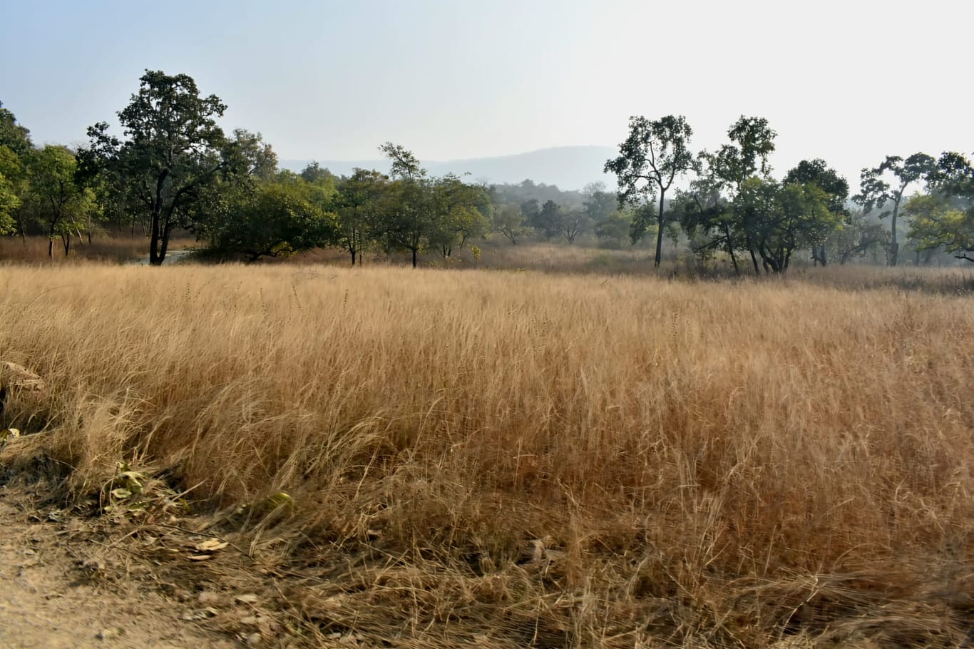 Experts say the Madhya Pradesh forest department must gain the trust of local communities to protect tigers in the long run | Photo: Soumya Pillai | ThePrint