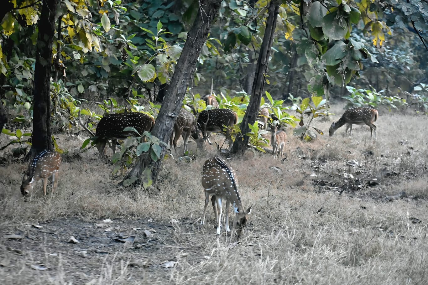Inside the Satpura Tiger Reserve in Madhya Pradesh | Photo: Soumya Pillai | ThePrint