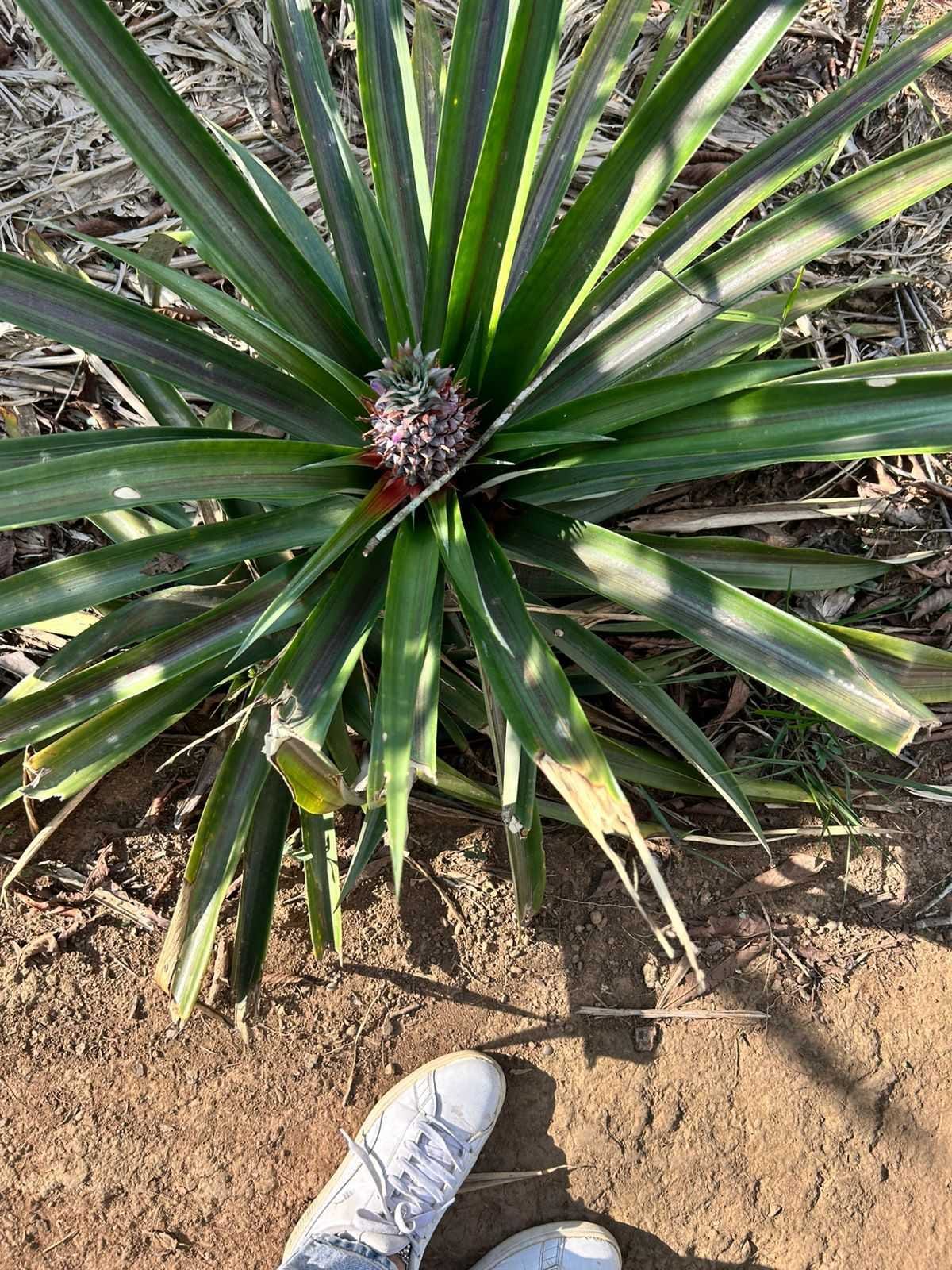 A pineapple crop | Stela Dey, ThePrint