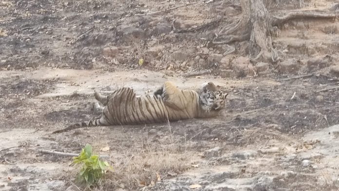 A tiger at Satpura Tiger Reserve in in Madhya Pradesh's Narmadapuram district. The state has already recorded 34 tiger deaths this year | Photo: Soumya Pillai | ThePrint