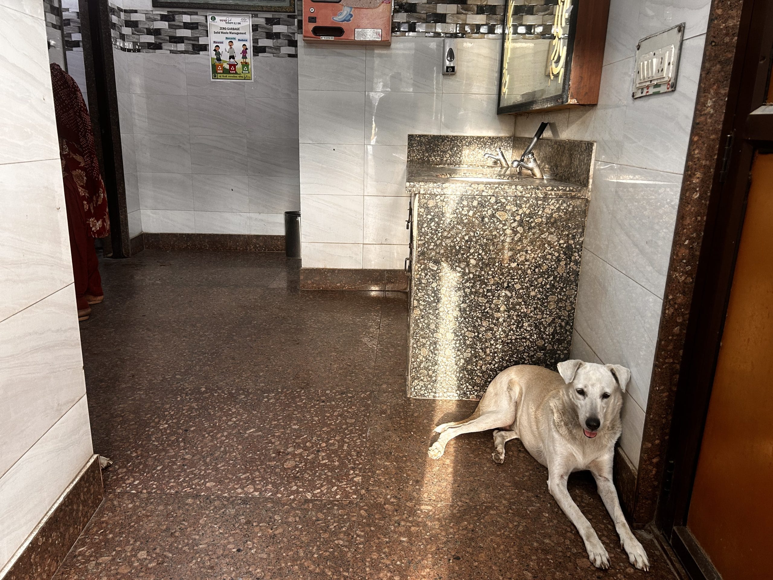 As summer approaches, dogs sometimes dogs take shelter inside the AIIMS public washroom | Manisha Mondal, ThePrint