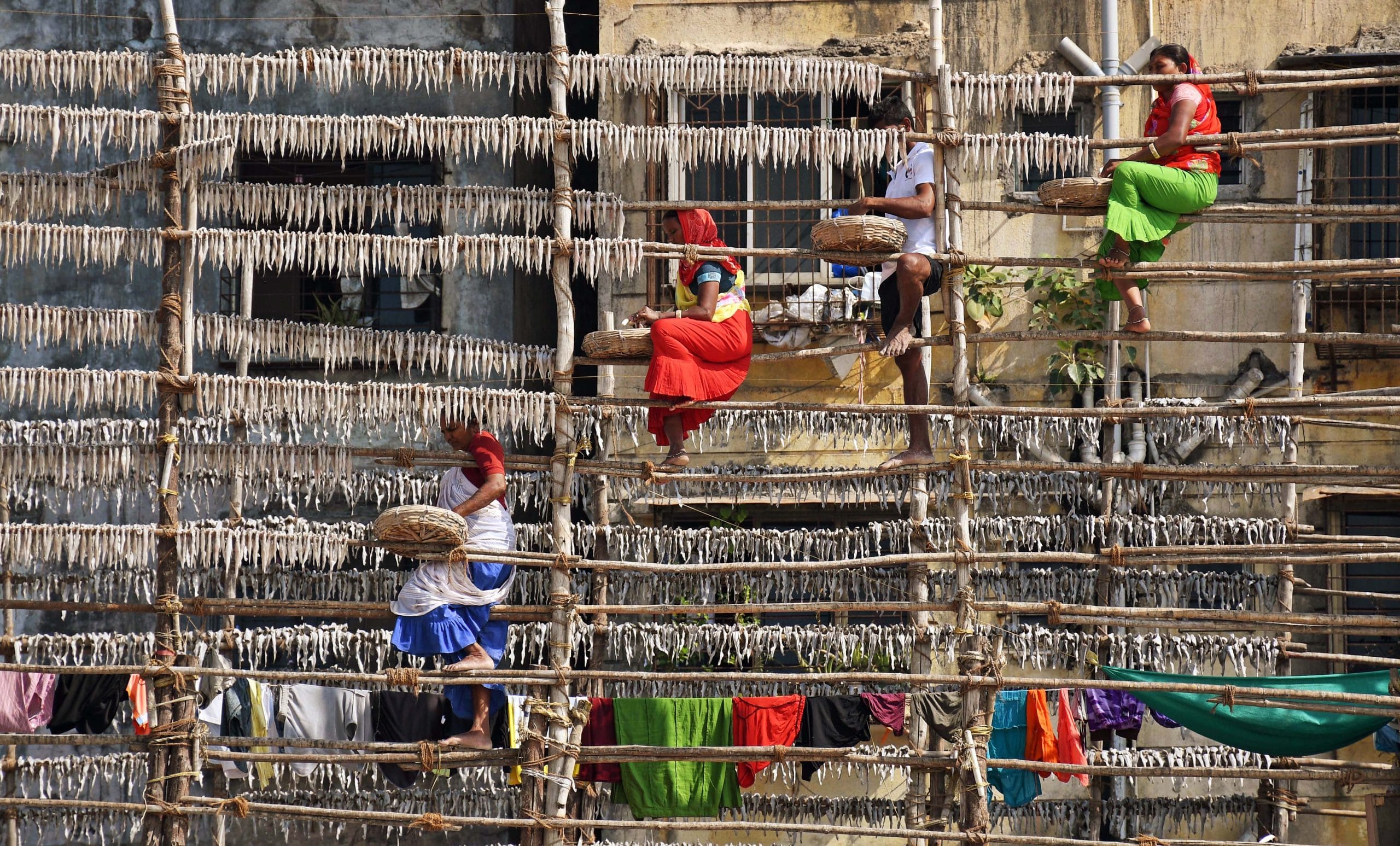 Workers hang fish to dry on a bamboo pole, at Versova beach in Mumbai | Photo: ANI File