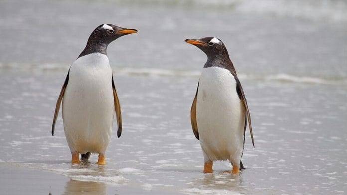 One of the most alarming moments of their study came during a heatwave in 2014 when temperatures rose to 24 degrees Celcius, and researchers saw five penguin chicks die within 45 minutes | Wikimedia Commons