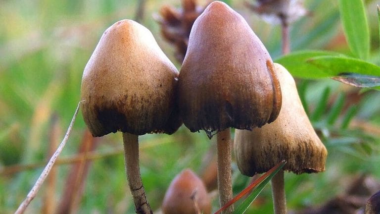 Can magic mushrooms ease depression, anxiety? New study finds 1 dose altered brain anatomy