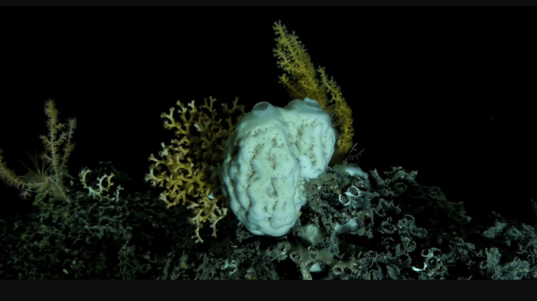 Hidden deep-sea sponges play a massive, unseen role in the carbon