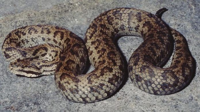 Paratype of the newly described species Gloydius hindukushensis from northwestern Pakistan and Gloydius nepalensis from Nepal | Daniel Jablonski and Frank Tillack, authors of the study