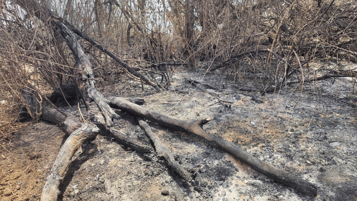Charred logs of pine trees lying on the forest ground in Pykara | Shweta Tripathi | ThePrint
