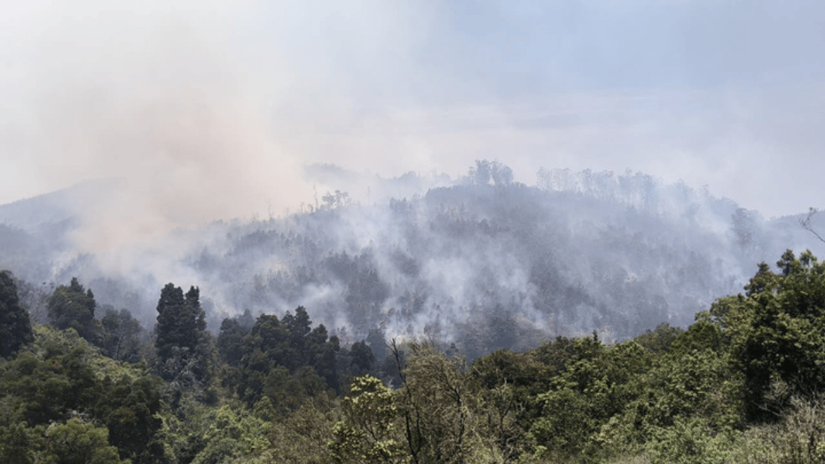 Plumes of smoke rise above the slopes in the Nilgiris | By special arrangement