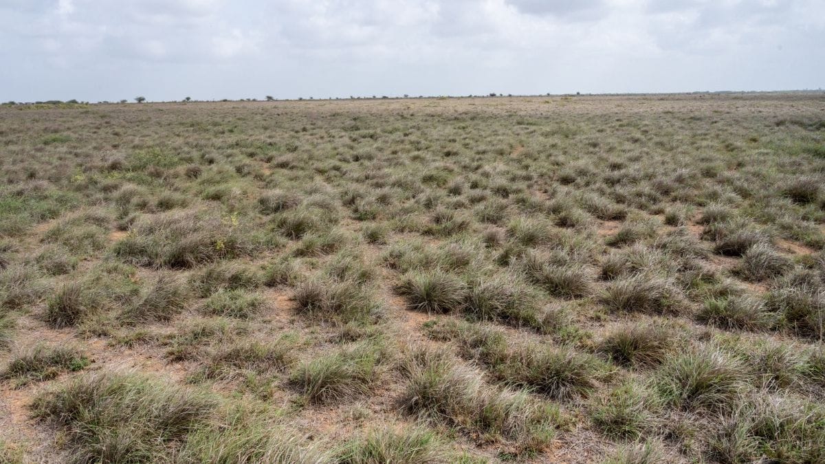 Great Indian Bustards need open, flat grasslands to flourish | Photo courtesy: A GIB mother and chick | Photo courtesy: The Corbett Foundation